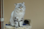 BRITISH SHORTHAIR 004